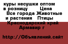 куры несушки.оптом 160 в розницу 200 › Цена ­ 200 - Все города Животные и растения » Птицы   . Краснодарский край,Армавир г.